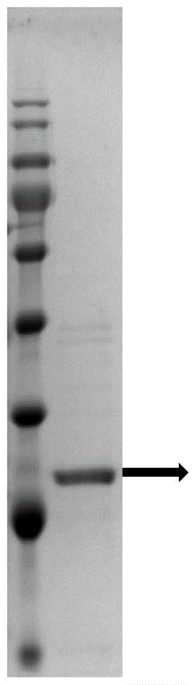 玉米赤霉烯酮水解酶ZH607及其编码基因和应用的制作方法