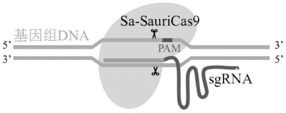 CRISPR/Sa-SauriCas9基因编辑系统及其应用的制作方法