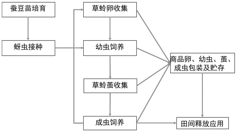 一种丽草蛉产品的包装、储存方法与流程