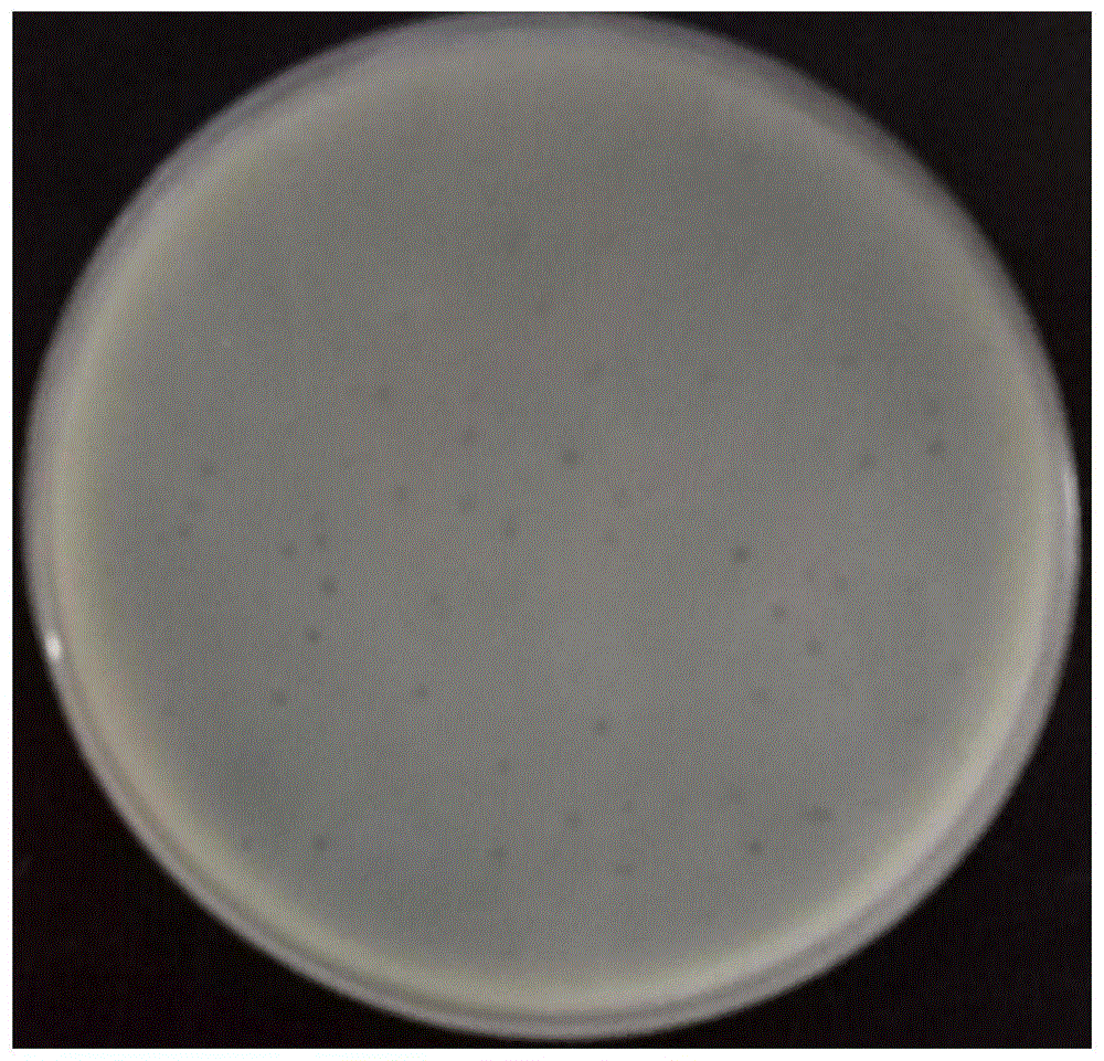 一种嗜水气单胞菌噬菌体分离方法与流程