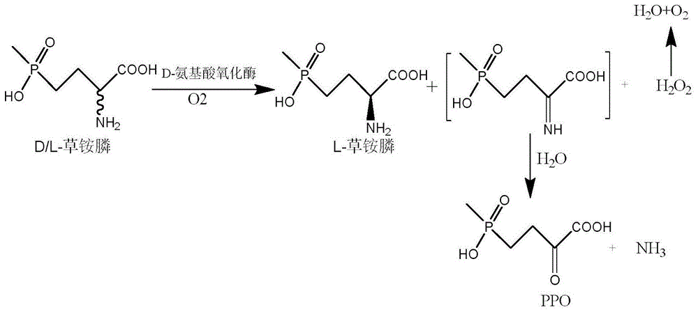 一种草铵膦脱氢酶突变体及在氧化-还原多酶偶联生产L-草铵膦中的应用的制作方法