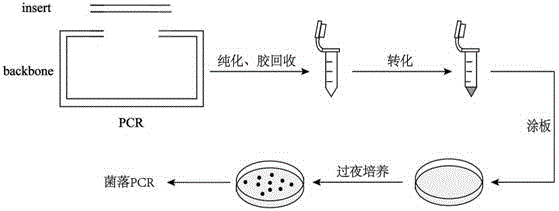 一种效率高且成本低的无缝DNA组装方法与流程