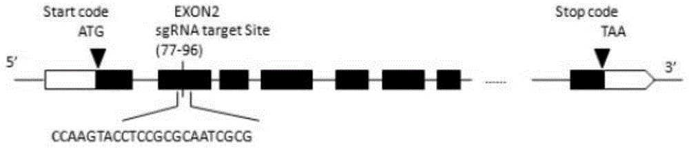 一种CRISPR/Cas9编辑水稻香味基因Badh2的方法与流程