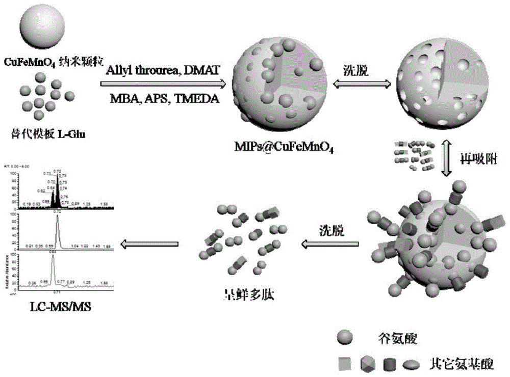 L-谷氨酸端基多肽分子印迹聚合物磁性微球及其制备方法和应用与流程