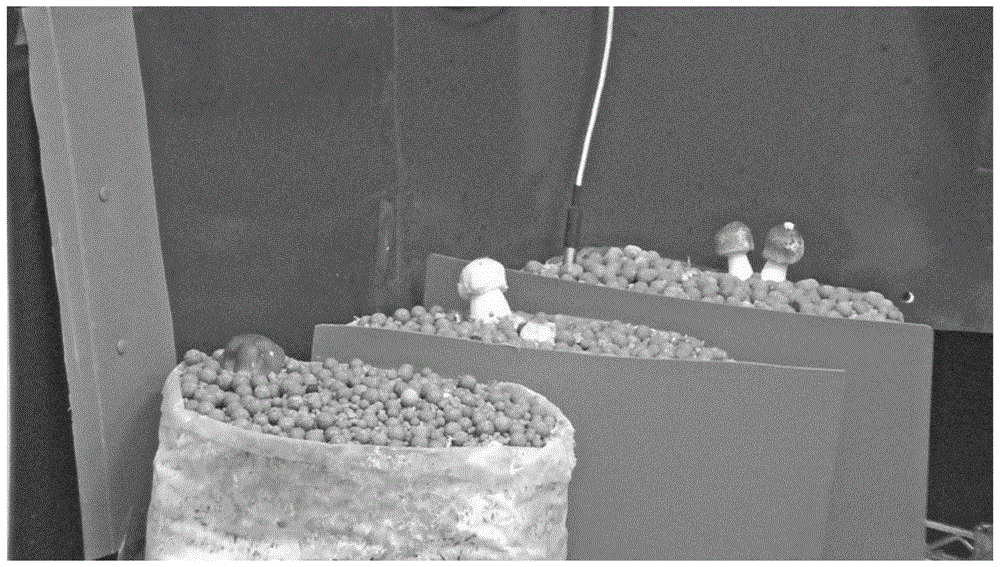 一种基于图像处理技术的姬松茸子实体生长参数检测方法与流程