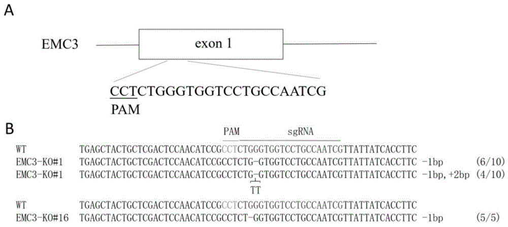 EMC3基因的应用及其定点敲除方法与流程