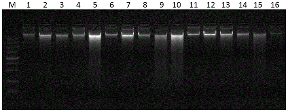 一种基于dna分子标记的虾夷扇贝活体性别鉴定方法与流程