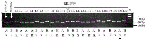 小麦成株期抗条锈病基因相关SNP分子标记及其引物和应用的制作方法