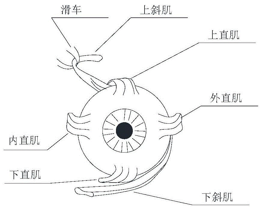 眼肌运动模拟装置的制作方法