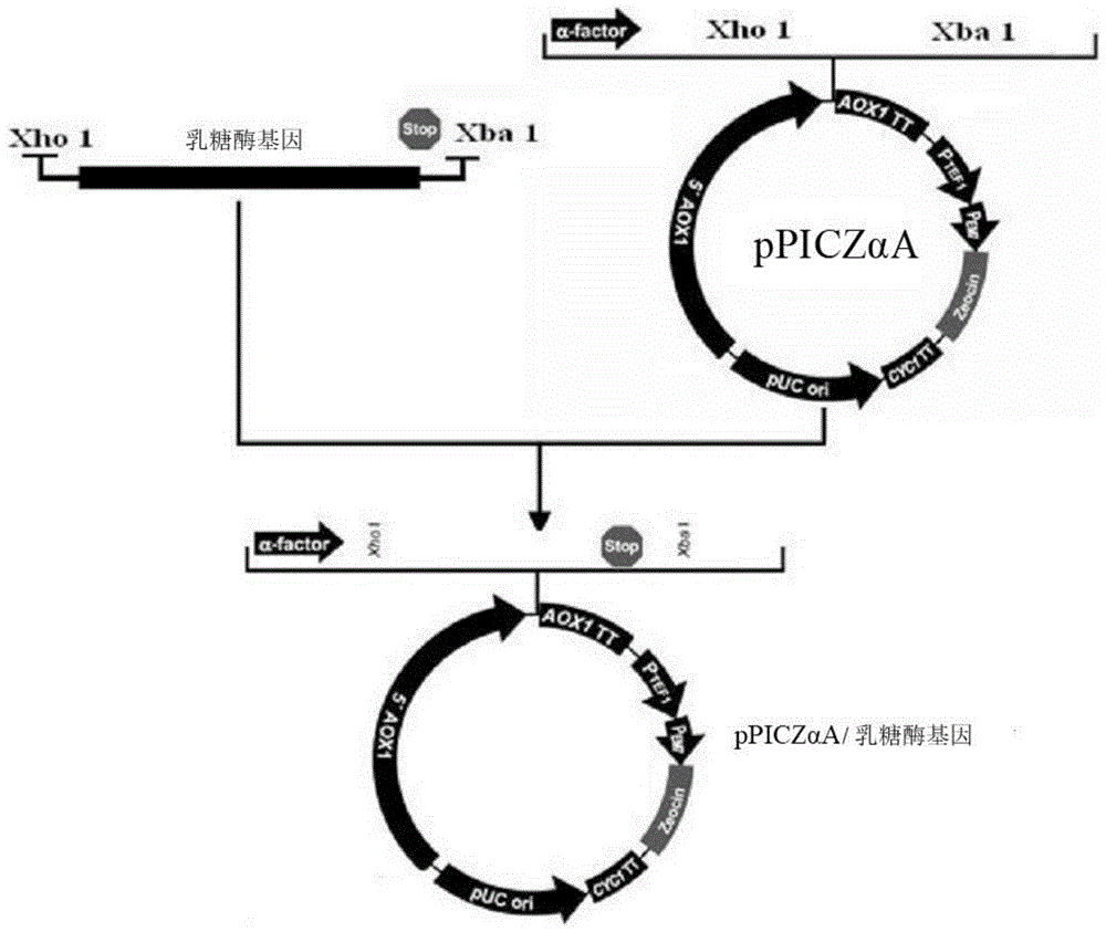 本发明属于生物分子克隆技术领域,涉及一种高活力乳糖酶基因及其重组