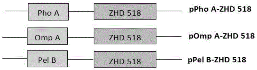 一种促进玉米赤霉烯酮降解酶ZHD 518蛋白分泌表达的方法及应用与流程