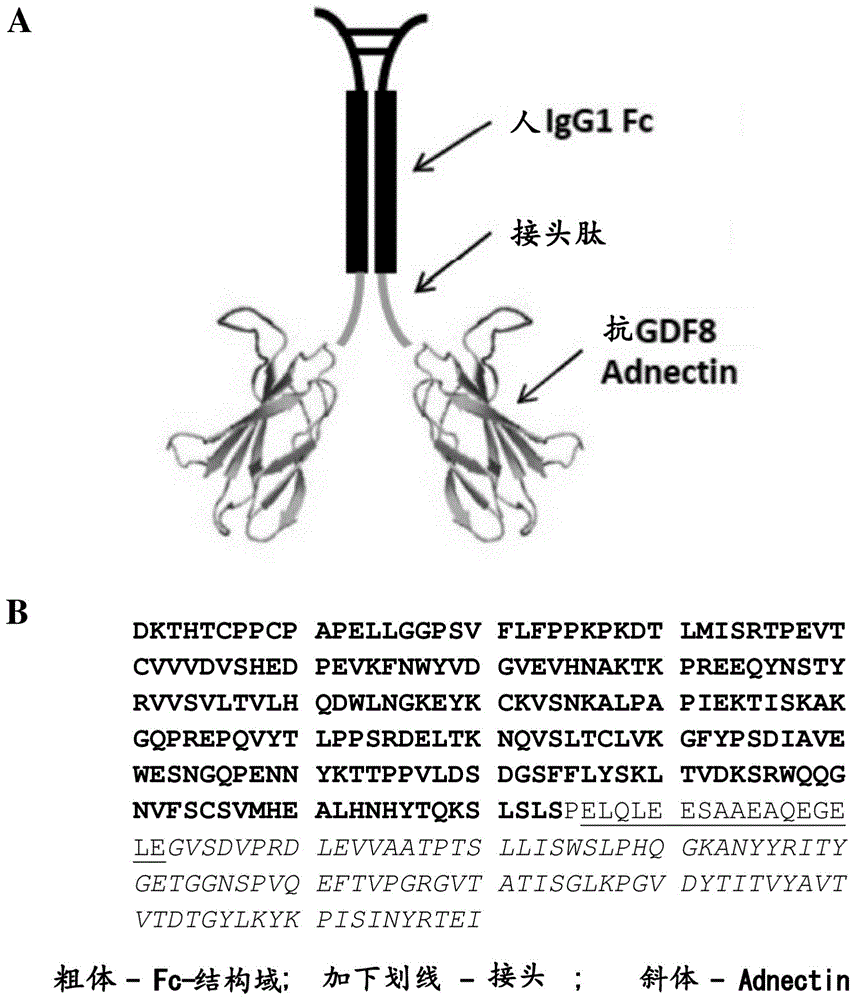 结合肌生成抑制蛋白的纤连蛋白基支架结构域蛋白质的稳定制剂的制作方法
