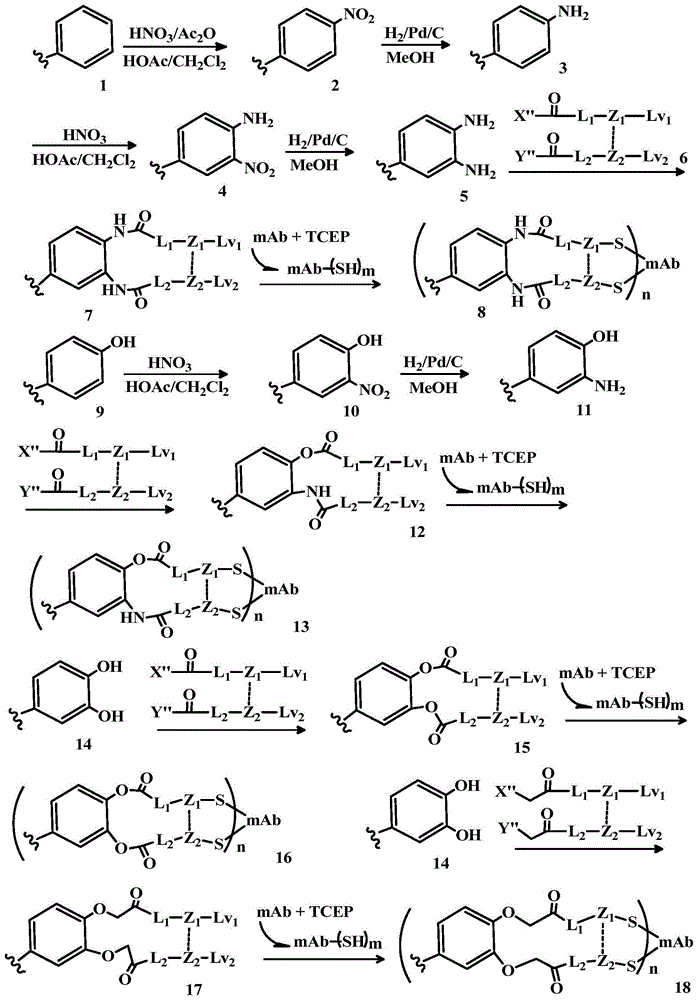 双链连接的细胞毒性药物偶联物的制作方法