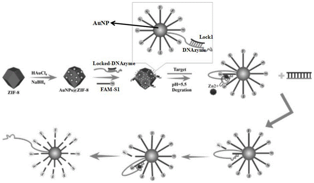 一种基于aunps@zif-8的适配体荧光传感器的制备方法及其应用与流程