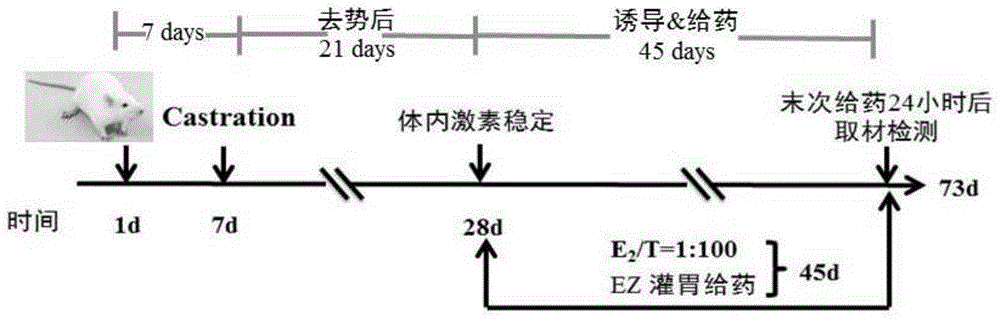 二至方在制备防治良性前列腺增生症的药物中的用途的制作方法