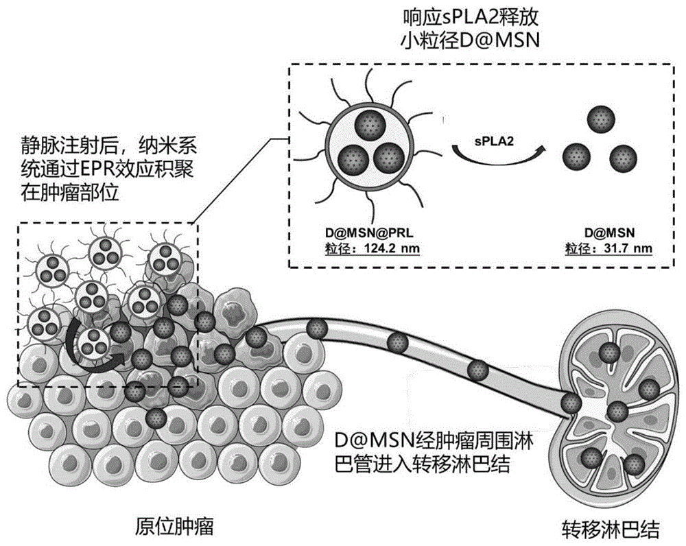 一种介孔二氧化硅纳米递药系统、制备方法及其应用与流程