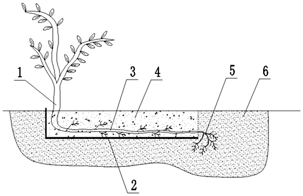 一种根艺树状月季的培育方法与流程