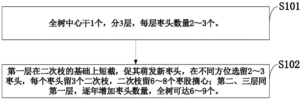 一种红枣枝条修剪方法与流程