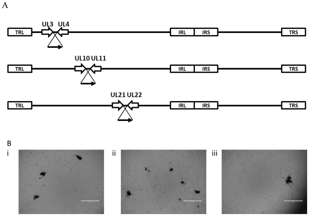 编码异源禽病原体抗原的重组3型禽疱疹病毒疫苗的制作方法