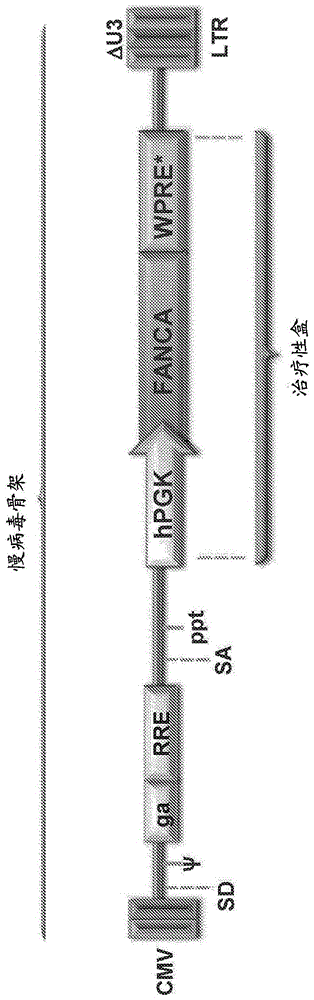 用于范可尼贫血患者的基因疗法的制作方法