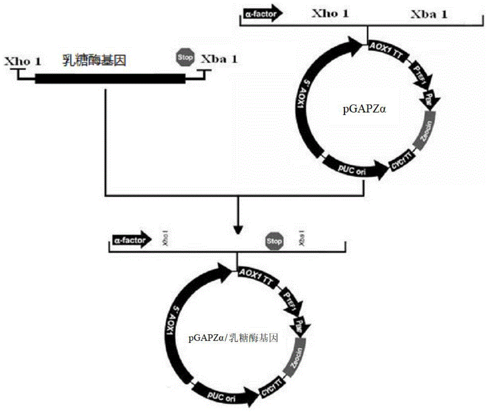 本发明属于生物分子克隆技术领域,涉及一种冷耐受乳糖酶基因及其表达