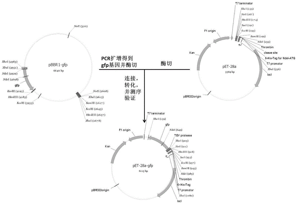 一种蛋白表达及纯化的方法与流程