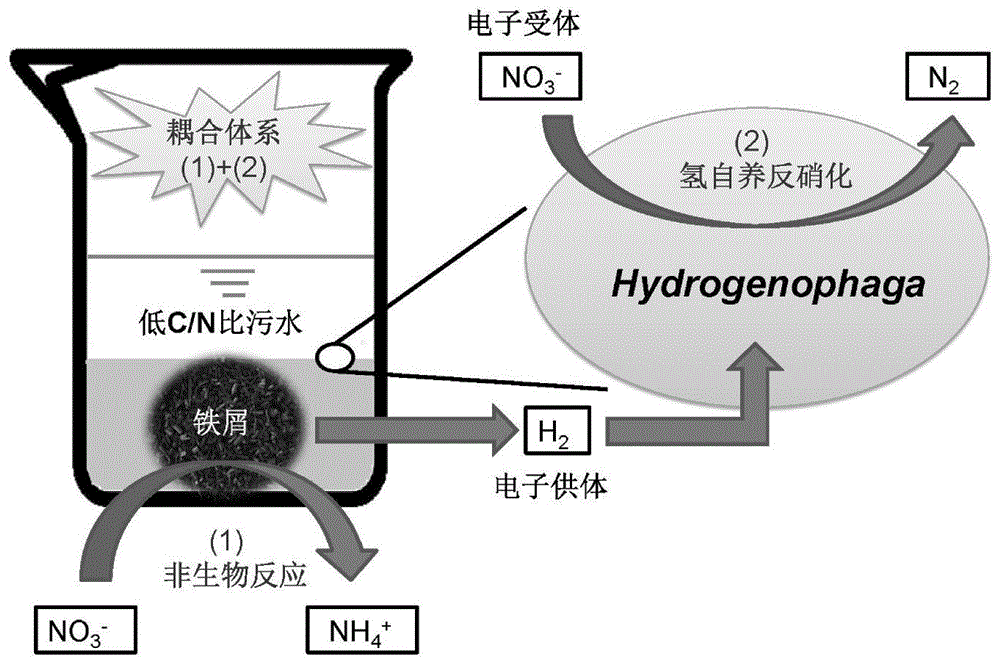 一种去除低碳氮比废水中硝酸盐的铁耦合自养反硝化系统及方法与流程