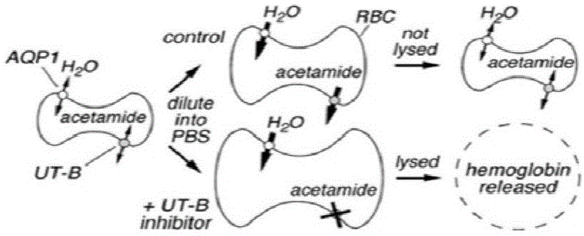 多取代噻吩并[2,3-b]吡啶衍生物及其制备方法与应用与流程