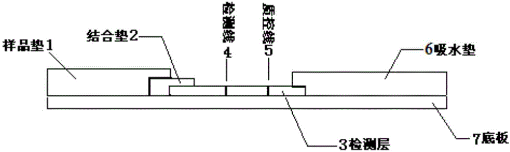 人肺炎支原体表面蛋白单克隆抗体及应用的制作方法