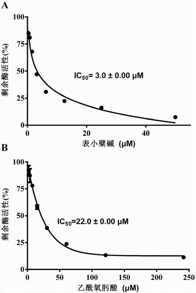 表小檗碱在制备脲酶抑制剂中的应用的制作方法