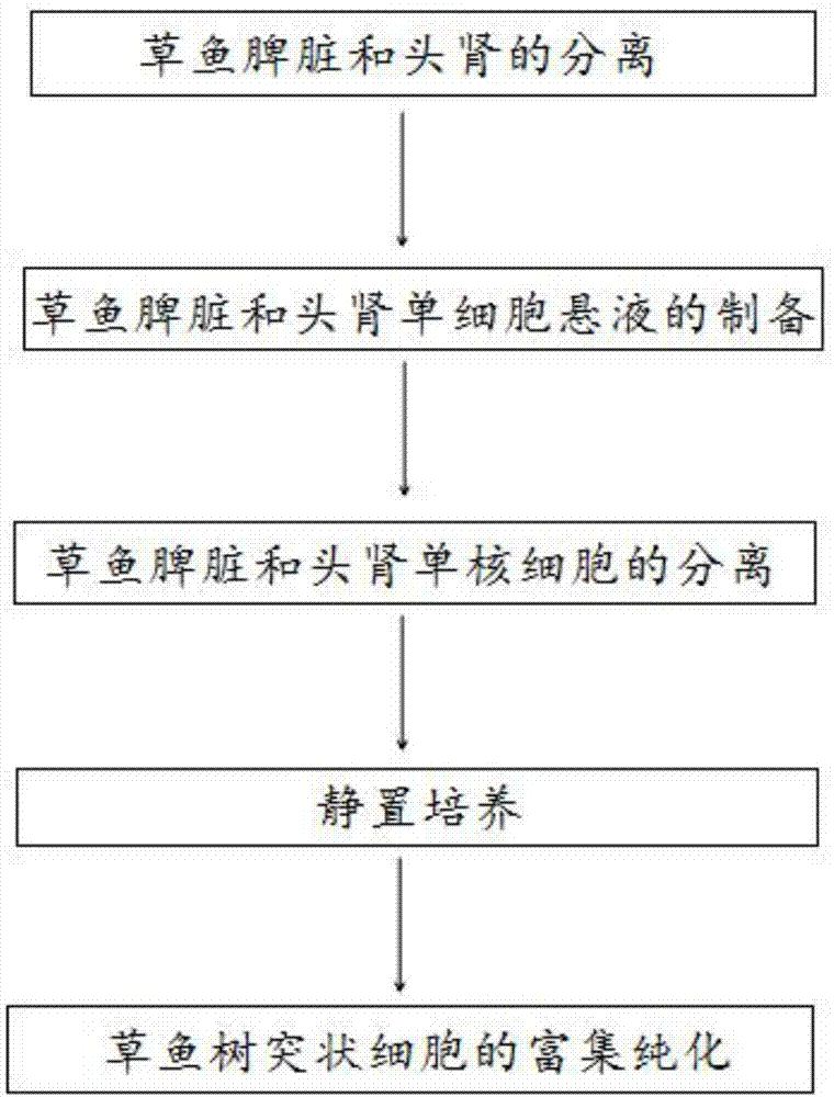 一种草鱼树突状细胞分离与原代培养的方法与流程