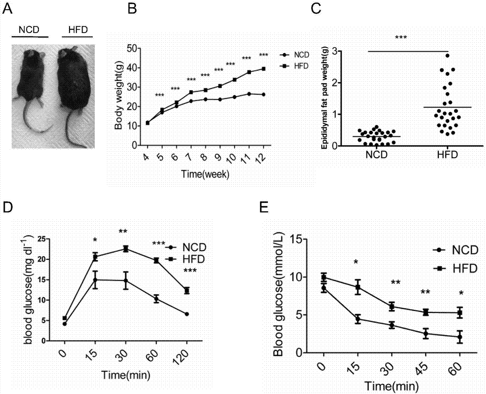 多肽LDHA237-244及其作为参与肥胖相关慢性炎症的CD8+T细胞识别的靶点的制作方法