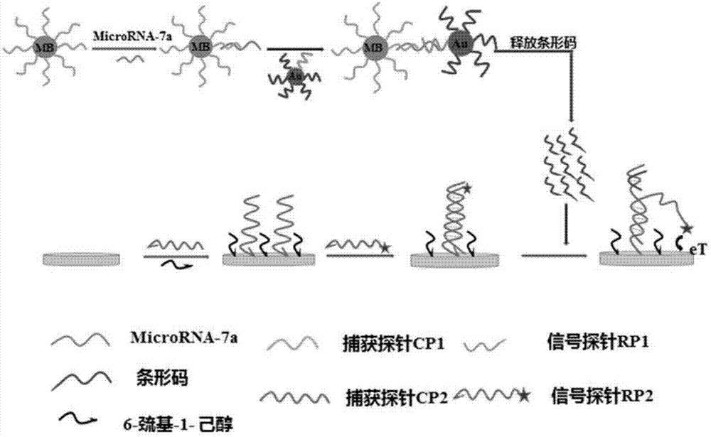 一种基于生物条形码的microRNA-7a电化学检测方法及应用与流程