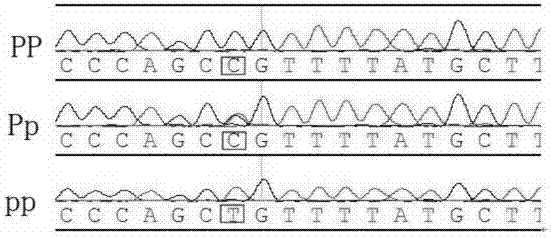 雌激素受体α基因与女性眼病发生时间相关的制作方法