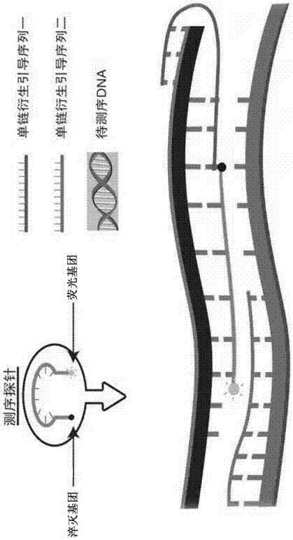 ABCB1和SLCO1B1的SNP荧光原位杂交测序检测方法与流程