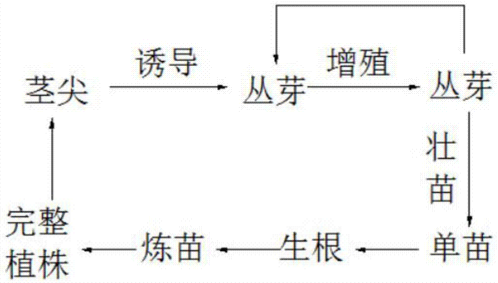 孟德尔遗传定律的意义_生物孟德尔遗传定律_孟德尔遗传定律教案范文