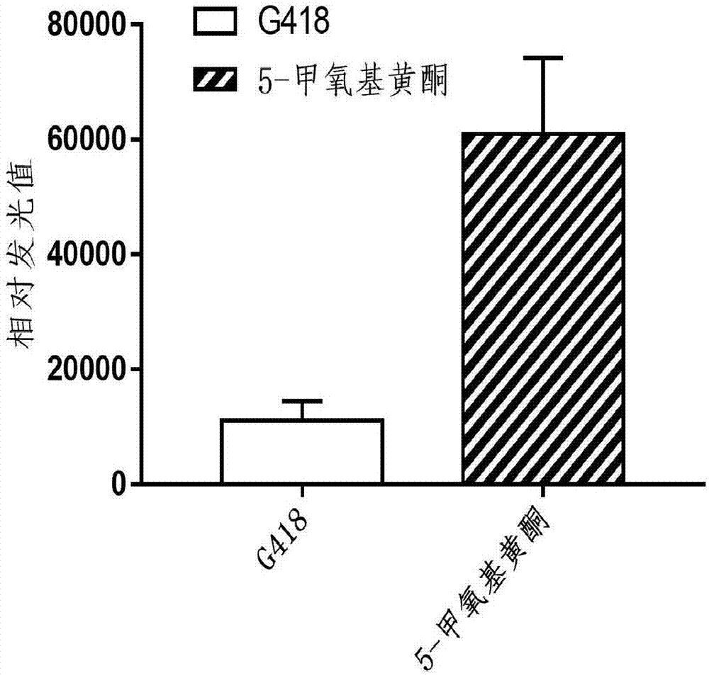 5-甲氧基黄酮在制备无义突变通读药物中的应用的制作方法