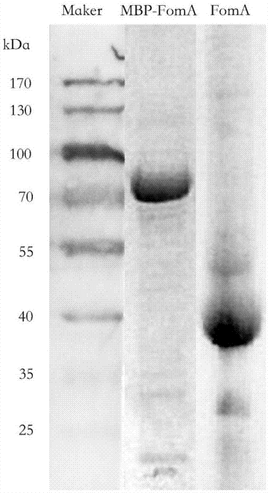 一种具核梭杆菌FomA蛋白质疫苗以及制备方法和应用与流程