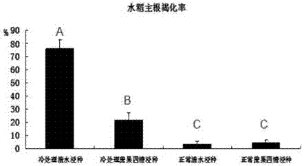 蔗果四糖在促进水稻根系生长和提高根系耐低温胁迫能力中的应用的制作方法