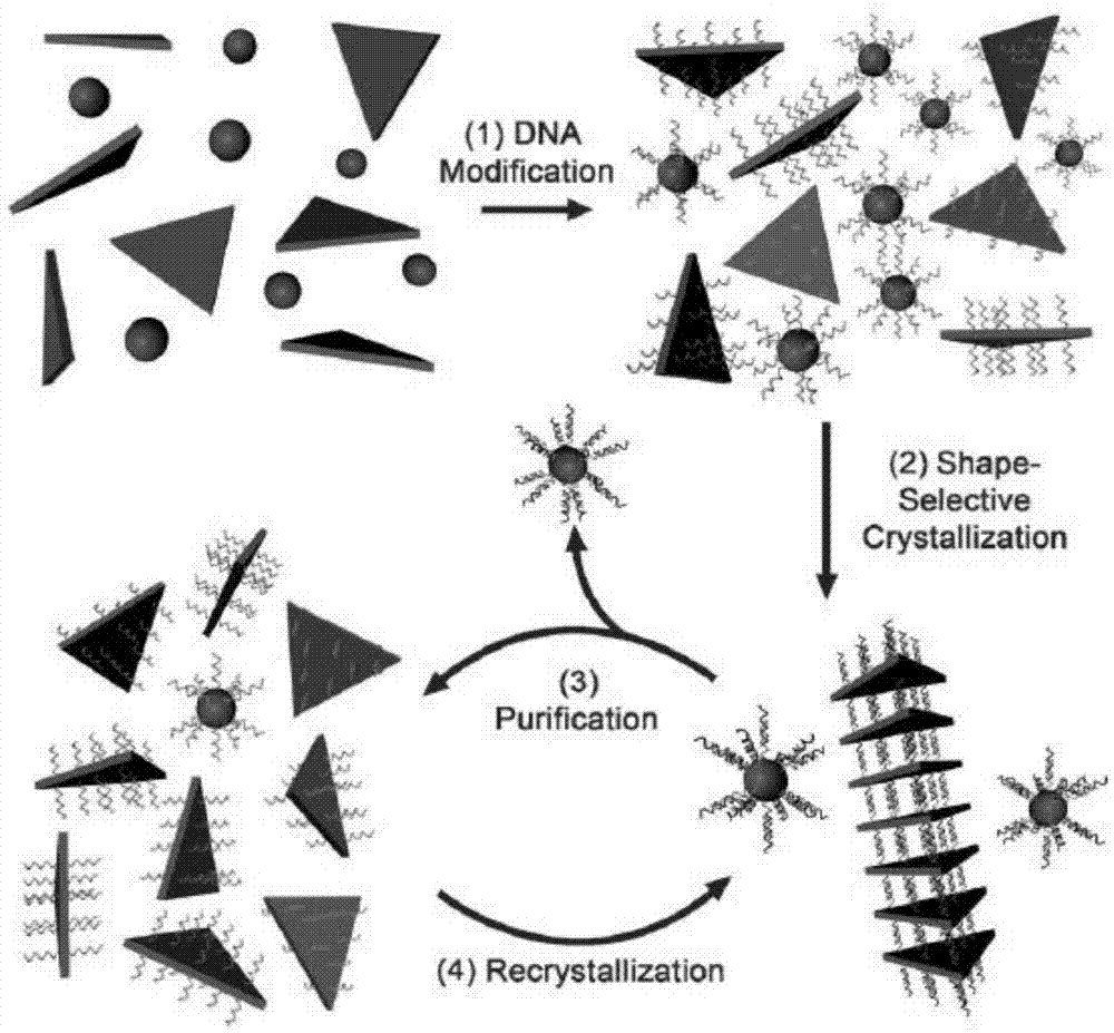 一种快速、简单分离金纳米十面体和金纳米三角片的方法与流程