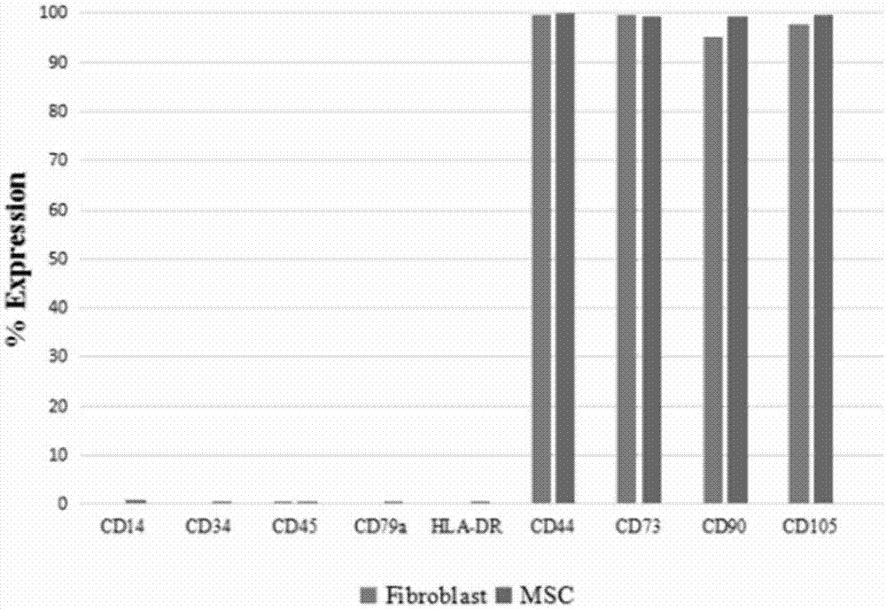 一种鉴定间充质干细胞纯度的方法与流程