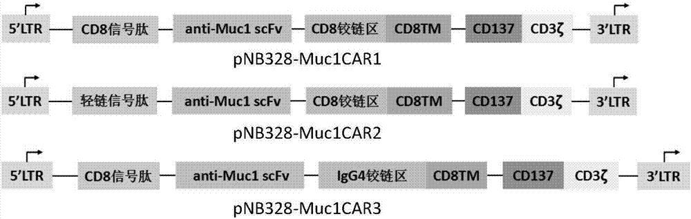 一种靶向Muc1的嵌合抗原受体修饰T细胞及其用途的制作方法