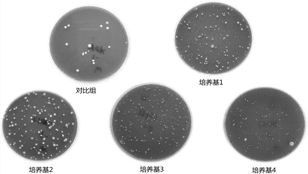 一种乳酸菌分离培养基及其制备方法及乳酸菌筛选方法与流程