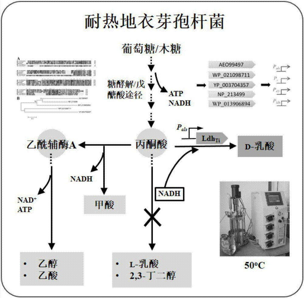 一种D-乳酸脱氢酶、含有该酶的工程菌株及其构建和应用的制作方法