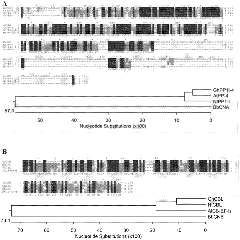 球孢白僵菌类钙调磷酸酶B亚基BbCNB、A亚基BbCNA在棉花和烟草育种中的应用的制作方法