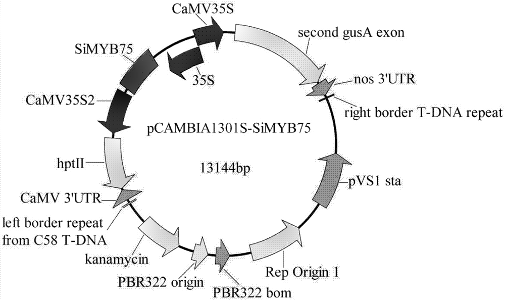 芝麻抗旱与耐盐基因SiMYB75及其编码的蛋白与应用的制作方法
