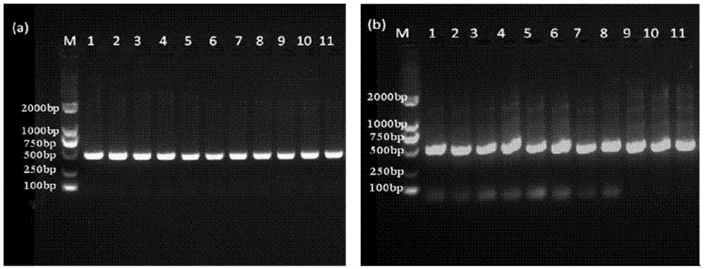 检测NAT2基因突变分型的引物、试剂盒和方法与流程