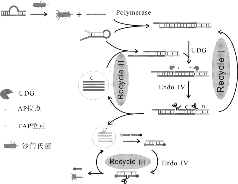 一种酶修复等温循环放大荧光法检测沙门氏菌的方法与流程