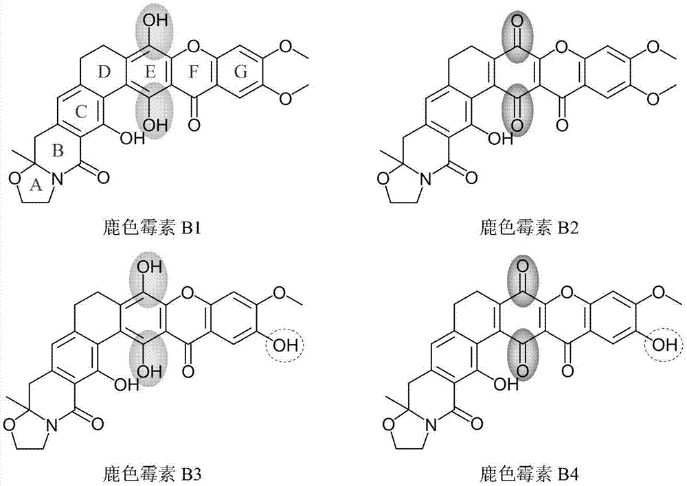 鹿色霉素（cervinomycin）B1、B2、B3、B4及其生产方法及应用与流程