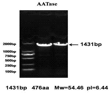 用于分选长牡蛎颗粒细胞的AATase单克隆抗体及制备方法与流程